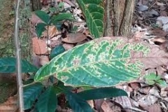 images-1-4