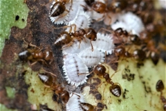 Cochenilles et Agents Naturels Protecteurs du Cacaoyer