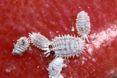 Cochenilles au Stade Larvaire