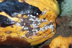 Cochenilles sur cabosse de cacaoyer