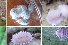 Espèces-de-cochenilles vectrices du virus de la maladie du Swollen shoot