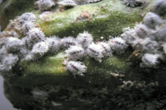 Cochenilles Sabhergellia
