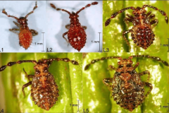Stades-larvaires-de-Sahlbergella-singularis