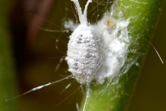 cochenille-ferisia