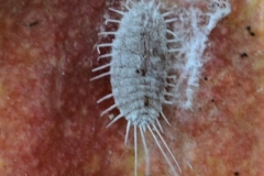 cochenille-longispinus