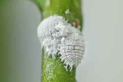 close up Pests mealy bugs on flowers plant