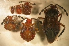 mirides-du-cacaoyer