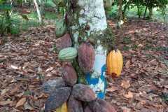 Cacaoyer présentant des cabosses atteintes de pourriture brune et pourriture noire