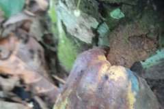 Début de pourriture brune observée sur la cabosse