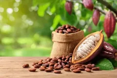 Cabosses De Cacao à Maturité Fèves Séchées